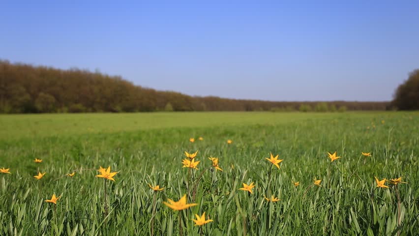 beautiful closeup yellow flowers on a green spring forest glade