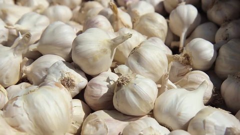 garlic harvest top view