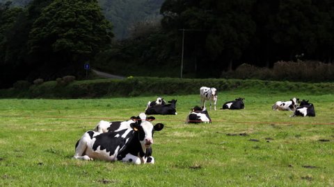 Cows resting and grazing on green field
