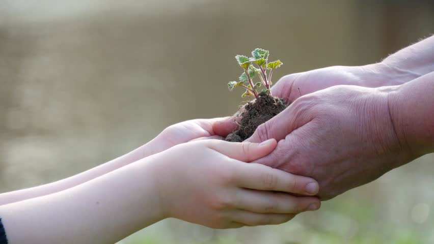 Hands of elderly woman and baby holding a young plant against a green natural background in spring. Ecology concept | Shutterstock HD Video #1010733815