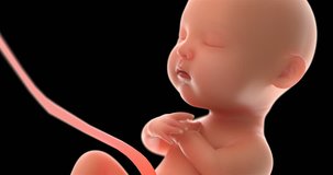 4k 3d rendering fetus video with alpha  channel,5 months baby.(4096*2160)