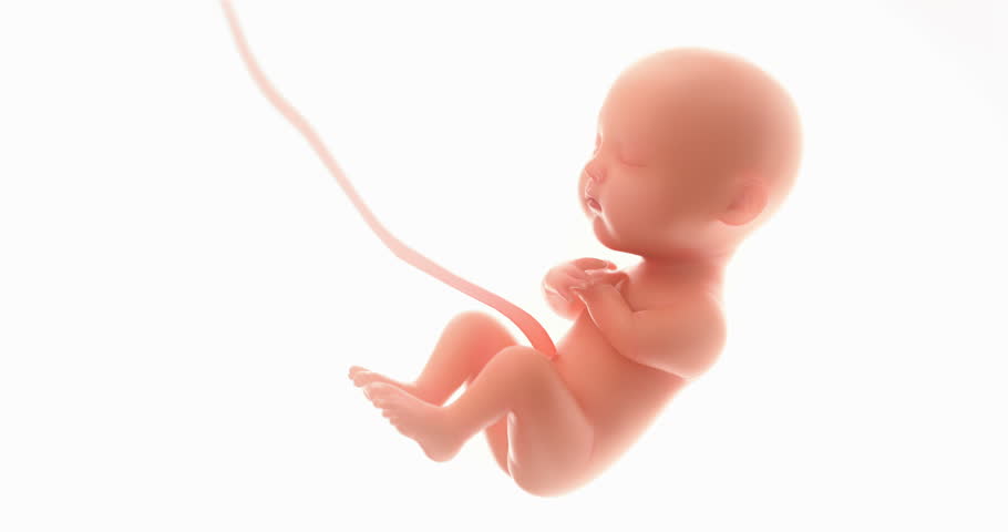 3d rendering fetus on the white background ,zoom in,at least 5 months,4k.(4096*2160)