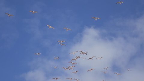 Animated Transition Flying Flock Of の動画素材 ロイヤリティフリー Shutterstock