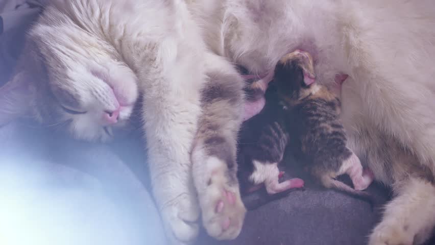 Chat Regardant Un Miroir Et Se Photo De Stock Modifiable