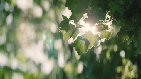 Close up of leaves and sun flare in a forest 