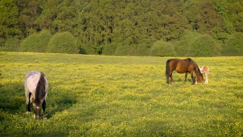 Horses in green field with yellow flowers