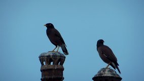 Pair of Common Myna bird sitting on poles during sun set evening dusk footage video