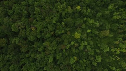4K aerial of flying over a beautiful green forest in a rural landscape, Vermont, USA