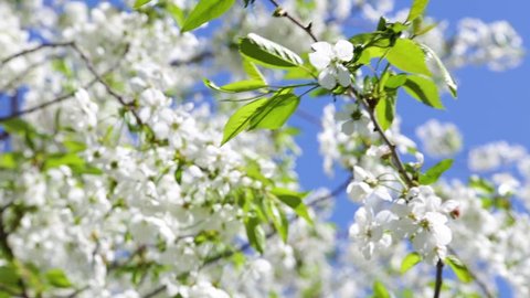 Beautiful fresh blooming branches of fruit cherry tree in garden isolated at bright blue sky background. Windy sunny spring day.