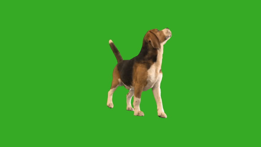 beagle looks on  green screen Royalty-Free Stock Footage #1010766188