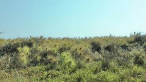Green Wild Grass Bush On Seashore Near Pulicat the Famous Bird Sanctuary Tamil Nadu, India, Wild Grass Video