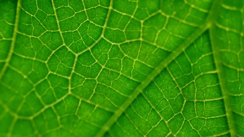 Juicy green leaf vascular texture close-up. Smooth rotation. Streaks like blood vessels or veins Video de stock