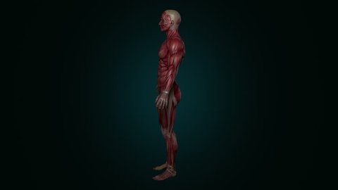 Muscular System 4K animation, with alpha. Camera rotation showing all the muscles, in slow motion. Alpha included in the second sequence.