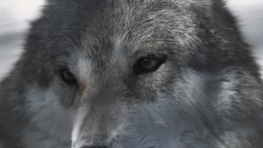 Wolf pics sad Top 25