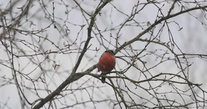 Bird of bullfinch on the branches of mountain ash in winter. Video 4k