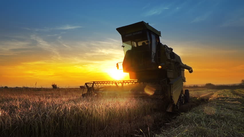 A farmer on a combine harvester (header) harvesting a crop of oats at sunset, with the header coming straight towards the camera Royalty-Free Stock Footage #1010770322