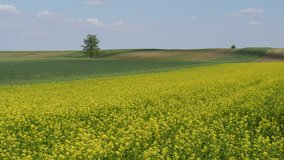 blossoming canola and green wheat plants in field in early spring