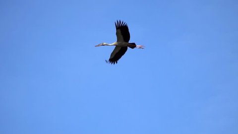 Asian Openbill Bird (Anastomus oscitans) Flying in the Sky at Thale Noi Waterfowl Reserve Lake, Thailand