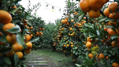 Tangerine Farm in winter in Jeju Island. 