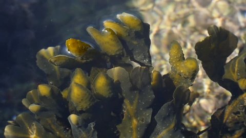Detail of aquatic seaweed`` fucus vesiculosus´´ in the atlantic oceane at the coast