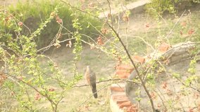 Video of Laughing dove sitting on tree branch