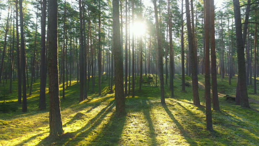 wild pine forest green moss under Stock Footage Video (100% Royalty ...