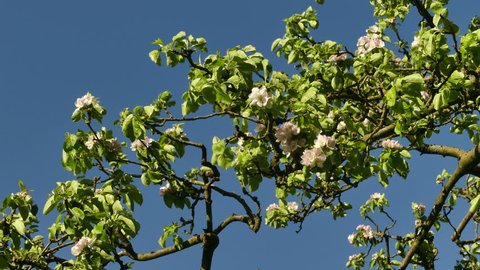 Apple blossom blows in the spring breeze, against bright blue sky
