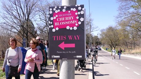 Toronto, Ontario, Canada may 8 2018 People enjoying Cherry blossoms in Toronto Canada in the spring