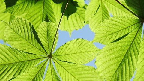 Close-up of a chestnut tree leaves, on a sunny day.