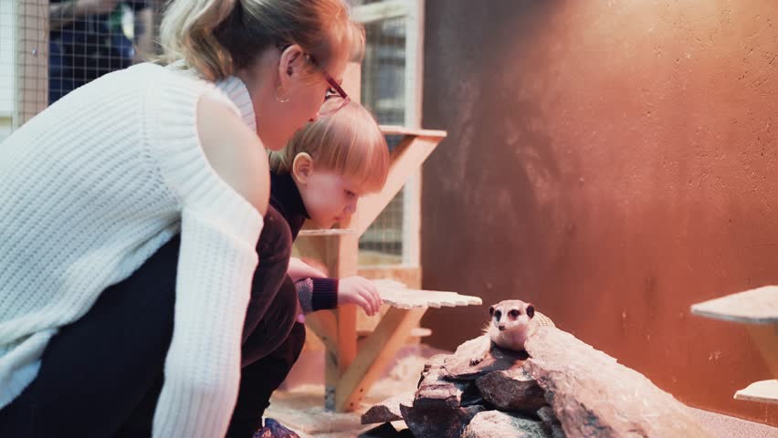 Mom and son are playing with small animals (meerkats) 