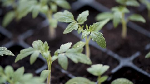 Growing tomatoes seedlings. Small tomato green plants - modern vegetable eco-production in a greenhouse.