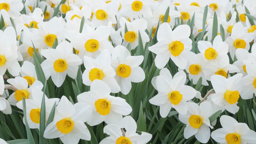 Garden patch full of daffodils | Shutterstock HD Video #1010808143
