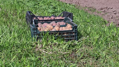 Box with patatoes on the ground in the grass by the garden for planting, spring work