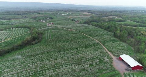 Aerial view of blossoming apple trees with a tractor spraying insecticide in the distance.