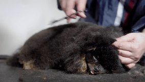 groomer is performing show-trim for small black longhaired dog, blending wool by scissors, close-up in pet salon - Powered by Shutterstock - Get 15% off with code: PIKWIZARD15