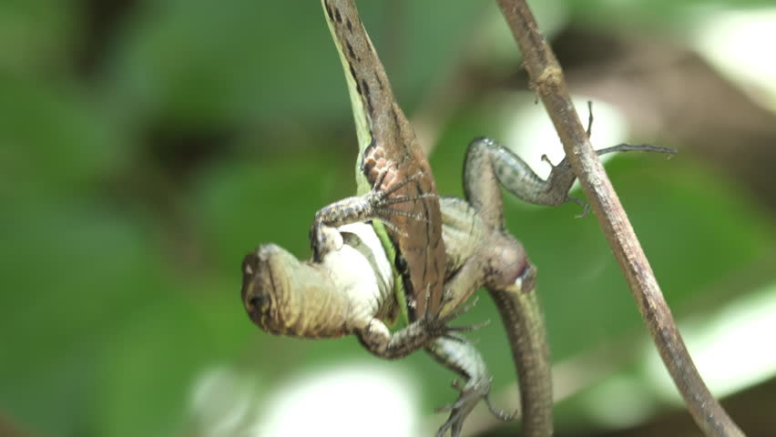 Predator snake firmly holds the lizard which trying to fight for life. Natural forest background of Costa Rica