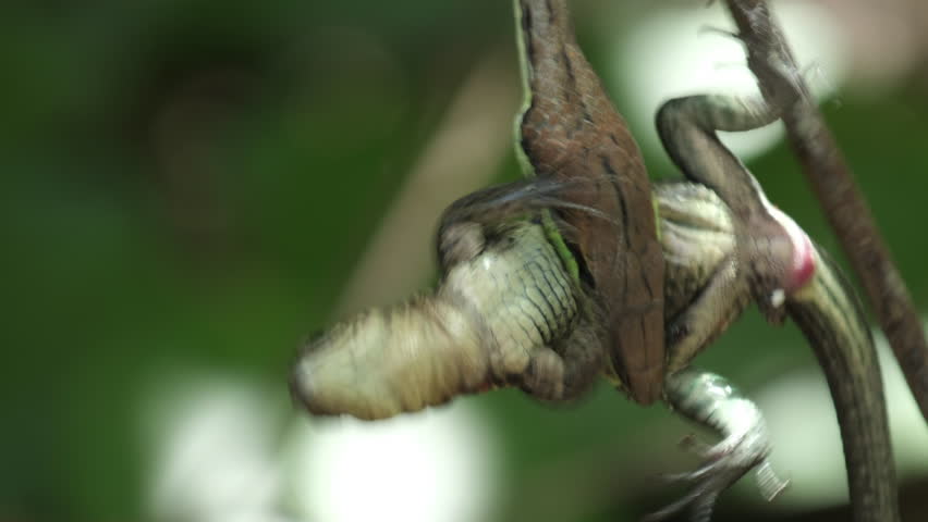 Predator snake firmly holds the lizard which trying to fight for life. Natural forest background of Costa Rica