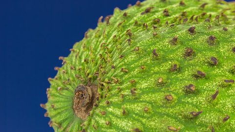 Close up skin. Annona muricata (Soursop fruit) rotation on blue background