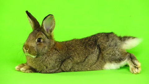 rabbit lies on the green screen (three months old) studio shot