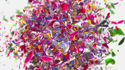 Exploding flower petals in 4K