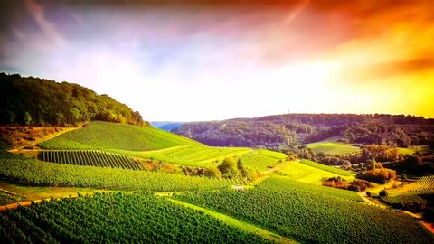 Aerial view of vineyard at summer time. Nature background, Full HD