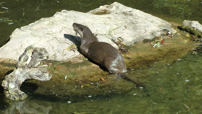 otter on a wet rock in northern France
