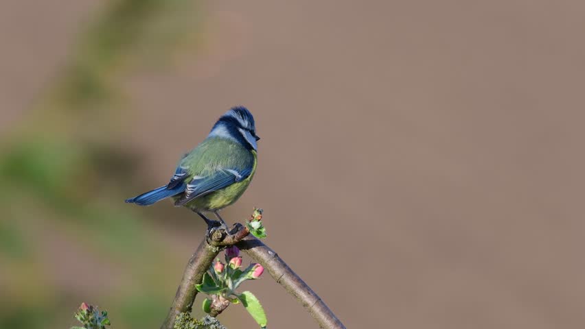 Blue tit search food on the apple tree and sing, spring, (parus caeruleus)