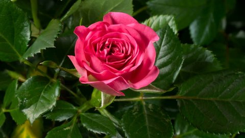 Timelapse of pink rose growing blossom from bud to big flower on green leaves background
