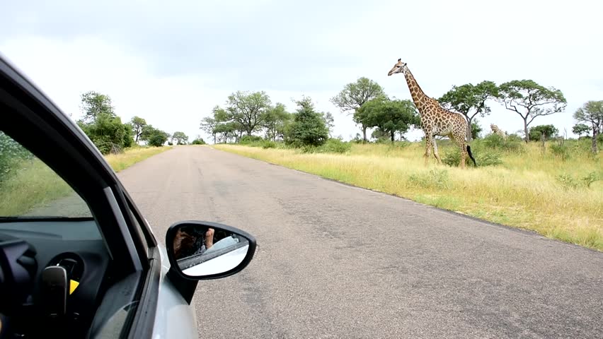 giraffe crossing main road in Kruger National park