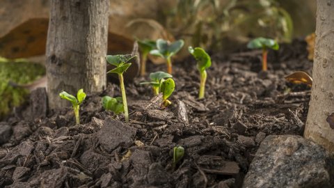 Seed growing and germinating new life begins in the forest. Video Stok