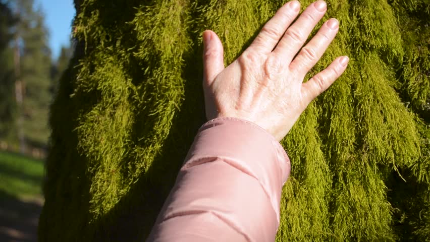 Woman is touching moss carpet wall on the north side of the tree
