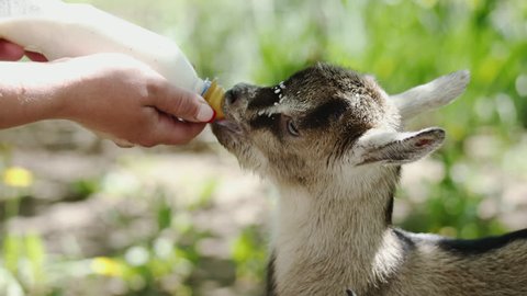 Farmer feeding baby goat with a bottle full of milk. Slow motion