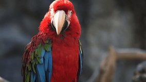 Solitary specimen of red and green macaw. with its typical. bright colored feathers. resting on a tree branch in the wild. FullHD 1080p video