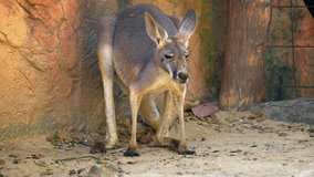Adult kangaroo stands upright in its habitat enclosure at a popular. public zoo. FullHD 1080p video